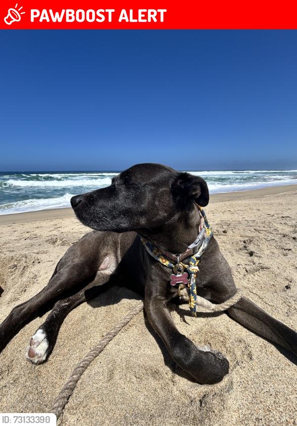Lost Female Dog last seen The alameda, San Juan Bautista, CA 95045
