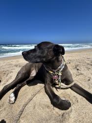 Lost Female Dog last seen The alameda, San Juan Bautista, CA 95045