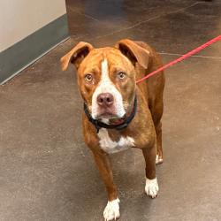 Shelter Stray Female Dog last seen , 3428 S Jenkins Ave, Norman, OK 73072, USA