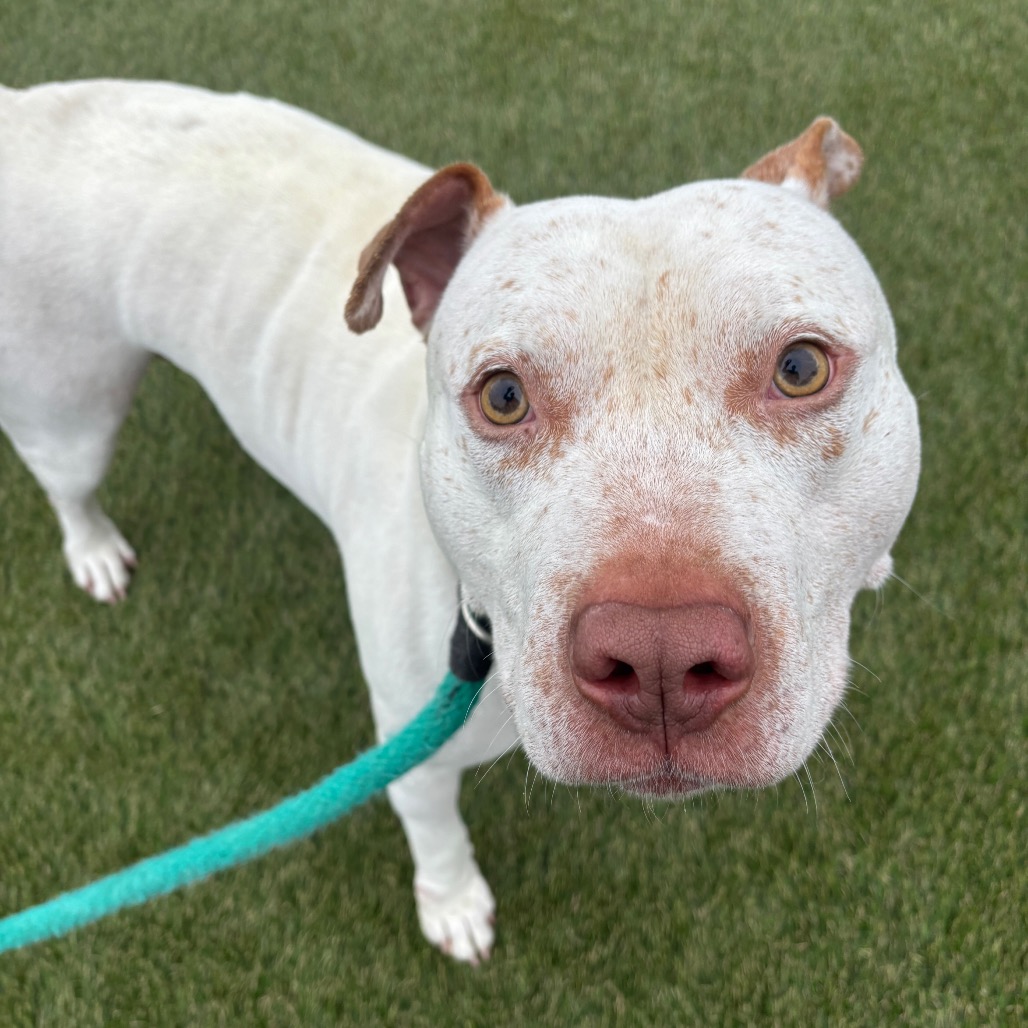 Shelter Stray Male Dog last seen , Animal Care & Control Team of Philly, 111 W Hunting Park Ave, Philadelphia, PA 19140, USA