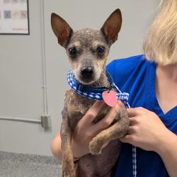 Shelter Stray Male Dog last seen , 328 Furman Hall Rd, Greenville, SC 29609, USA