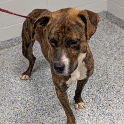 Shelter Stray Male Dog last seen , 328 Furman Hall Rd, Greenville, SC 29609, USA