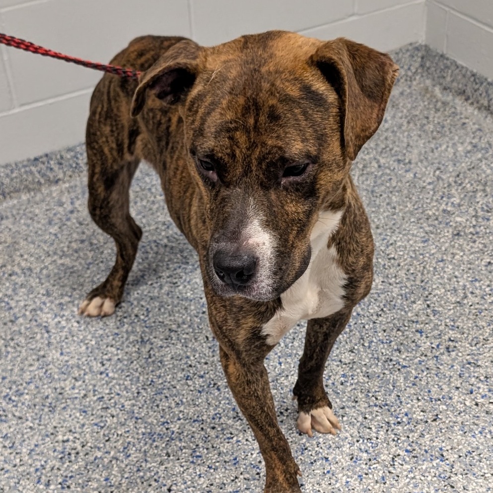 Shelter Stray Male Dog last seen , 328 Furman Hall Rd, Greenville, SC 29609, USA