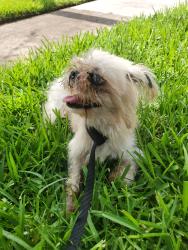 Reunited Male Dog last seen Elmsgrove Ln, Houston, TX 77070, USA, Houston, TX 77070