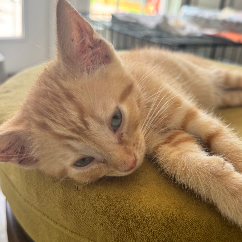 Shelter Stray Male Cat last seen , 2350 Appling City Cove, Memphis, TN 38133, USA