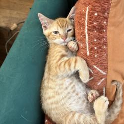Shelter Stray Male Cat last seen , 2350 Appling City Cove, Memphis, TN 38133, USA