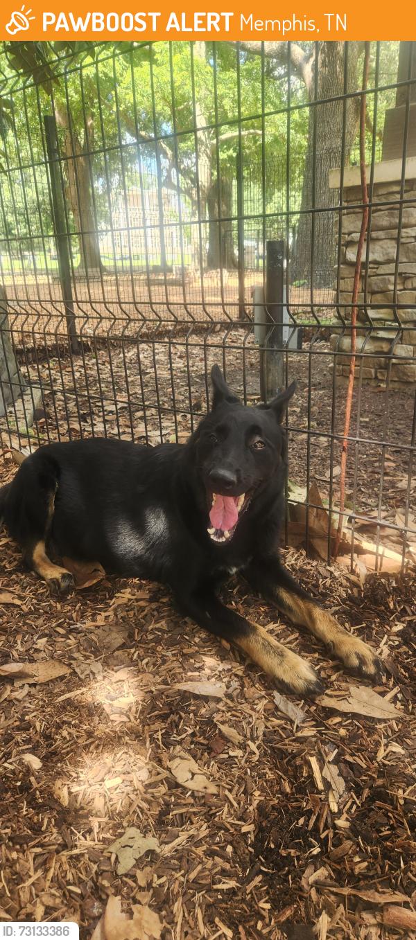 Found/Stray Female Dog last seen Overton Bark, Memphis, TN 38104