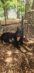 Found/Stray Female Dog last seen Overton Bark, Memphis, TN 38104