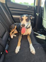 Reunited Female Dog last seen Southwest and Waston, St. Louis, MO 63139