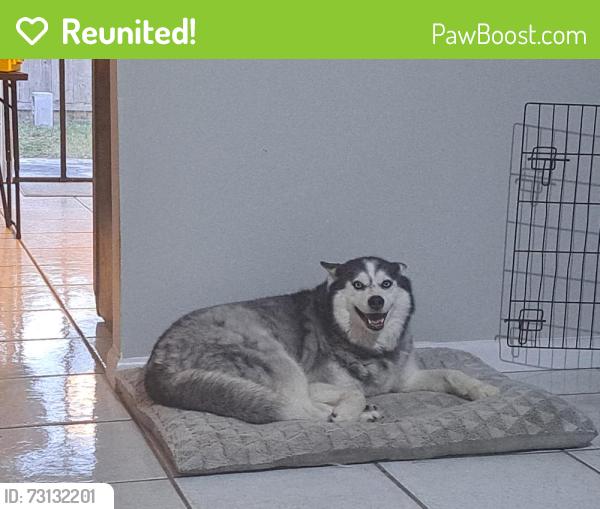 Reunited Female Dog last seen Jog Rd near Lantana, Greenacres, FL 33463