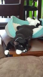 Found/Stray Male Cat last seen Bufuain blvd, Virginia Beach, VA 23464