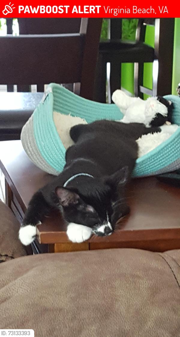 Found/Stray Male Cat last seen Bufuain blvd, Virginia Beach, VA 23464