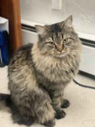 Reunited Male Cat last seen Prairie Vista & Udella Ct. Peyton, CO 80831, Peyton, CO 80831