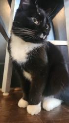 Lost Female Cat last seen South Candler Road and Avery Street, Decatur, GA 30030
