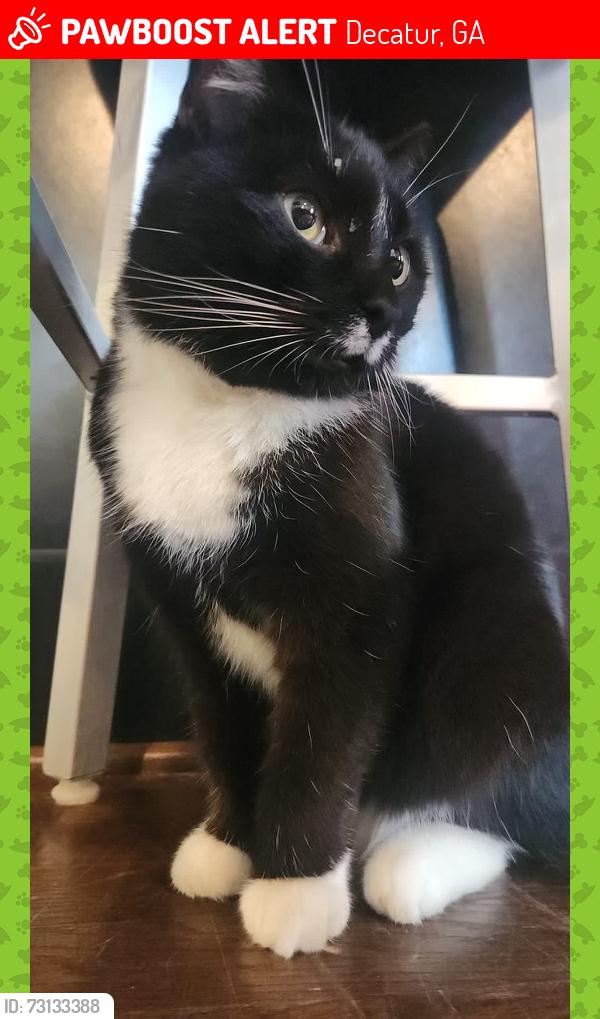 Lost Female Cat last seen South Candler Road and Avery Street, Decatur, GA 30030