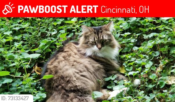 Lost Female Cat last seen Hastings and Clifton Ave, Cincinnati, OH 45219