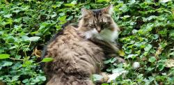 Lost Female Cat last seen Hastings and Clifton Ave, Cincinnati, OH 45219