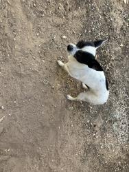 Found/Stray Male Dog last seen Ridgecrest & Monroe, Albuquerque, NM 87108