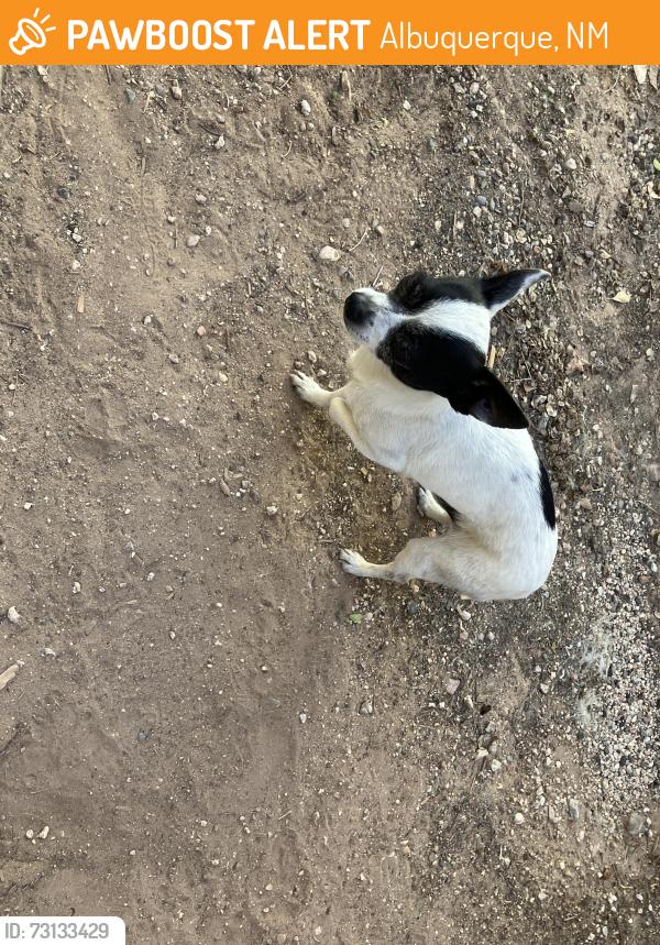Found/Stray Male Dog last seen Ridgecrest & Monroe, Albuquerque, NM 87108
