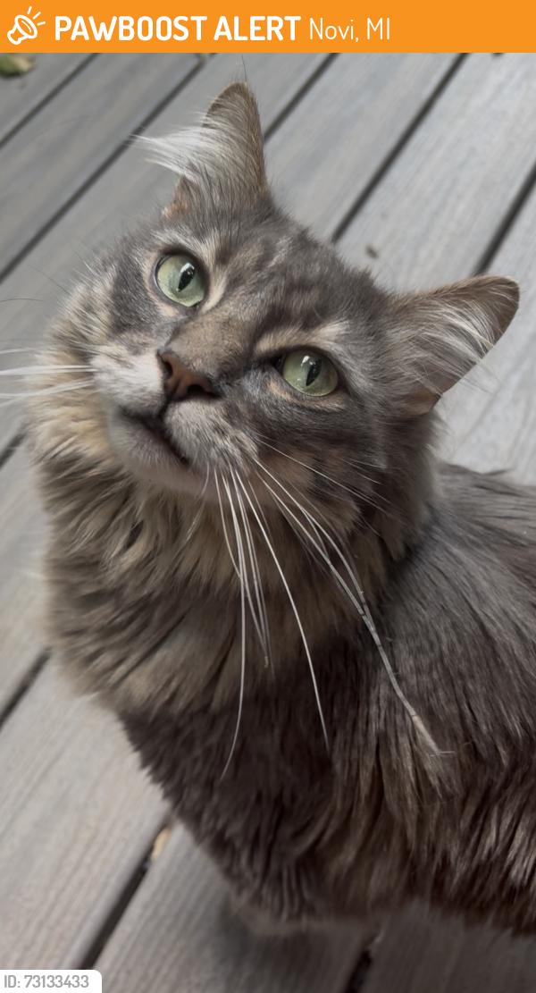 Found/Stray Unknown Cat last seen 12 mile and south lake, Novi, MI 48374