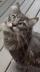 Found/Stray Unknown Cat last seen 12 mile and south lake, Novi, MI 48374