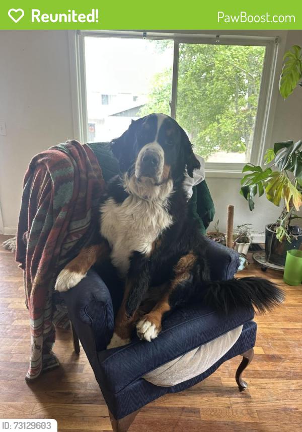 Reunited Male Dog last seen 52nd / Zuni Park, Denver, CO 80221
