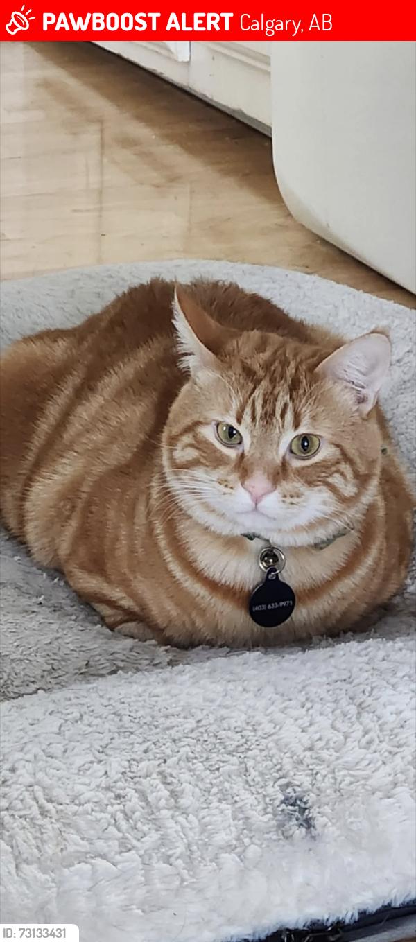 Lost Male Cat last seen Sacramento Dr Sw, Calgary, AB 