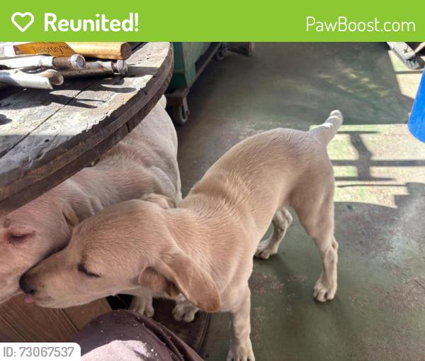 Reunited Male Dog last seen 6710, Garrow Ave, Mobile AL 36618, Mobile, AL 36618