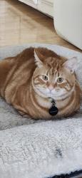 Lost Male Cat last seen Sacramento Dr Sw, Calgary, AB 