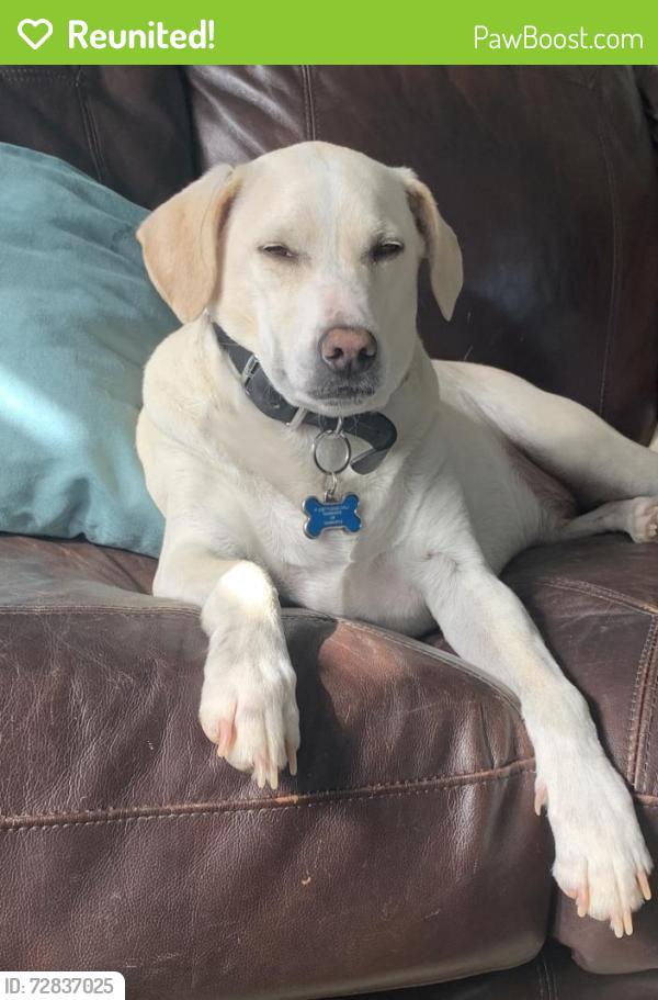 Reunited Male Dog last seen North River Road in Oceanside at 7-Eleven, Oceanside, CA 92054