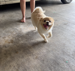 Reunited Unknown Dog last seen Bryan High School, Bryan, TX 77802