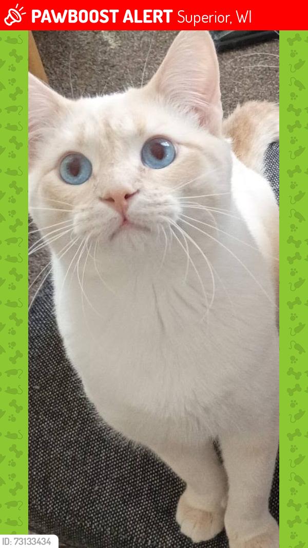 Lost Male Cat last seen 20th and North 18th iowa street, Superior, WI 54880