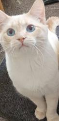 Lost Male Cat last seen 20th and North 18th iowa street, Superior, WI 54880