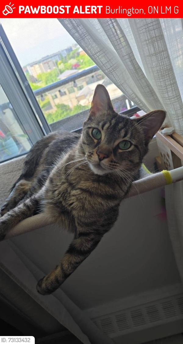 Lost Male Cat last seen Uppermiddle and walkers line, Burlington, ON L7M 4G1