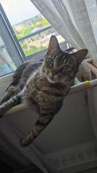 Lost Male Cat last seen Uppermiddle and walkers line, Burlington, ON L7M 4G1