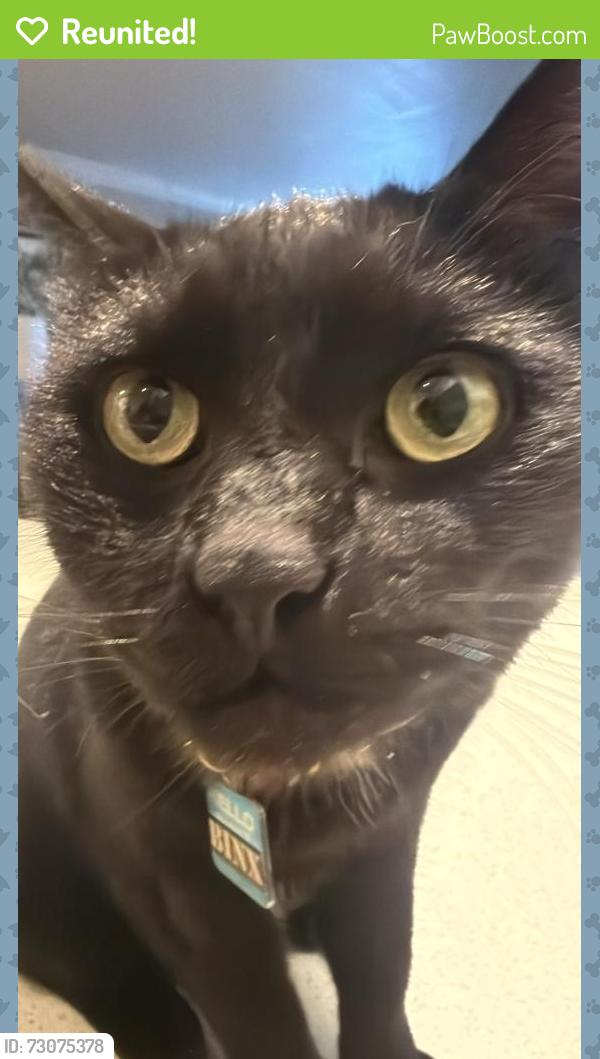 Reunited Male Cat last seen Poggi and Buena Vista Summer house apartments, Alameda, CA 94501