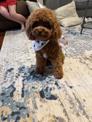 Lost Female Dog last seen Monroe Creek Rd, Grantham Rd, Sumrall, MS 39482