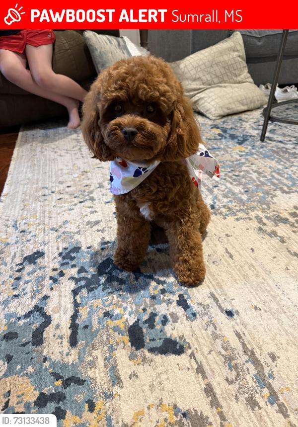 Lost Female Dog last seen Monroe Creek Rd, Grantham Rd, Sumrall, MS 39482