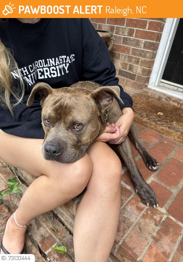 Found/Stray Male Dog last seen E Garner Rd by Auburn Church Rd, Raleigh, NC 27610
