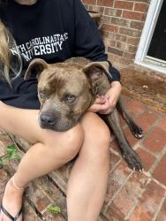 Found/Stray Male Dog last seen E Garner Rd by Auburn Church Rd, Raleigh, NC 27610
