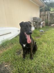 Reunited Male Dog last seen Westbourne, Westbourne, TX 77377