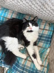 Reunited Male Cat last seen Orchard street, Greater Manchester, England 