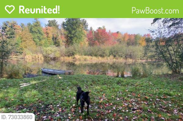 Reunited Male Dog last seen Ottawa park/ UT campus, Toledo, OH 43606