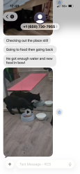 Lost Male Cat last seen Old Mission rd. 7 eleven, South San Francisco, CA 94080