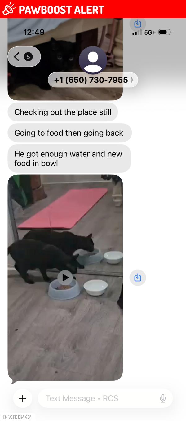Lost Male Cat last seen Old Mission rd. 7 eleven, South San Francisco, CA 94080