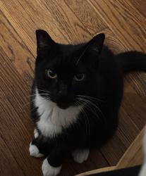 Reunited Male Cat last seen Near Whitney Ave, New Haven, CT 06511, USA, New Haven, CT 06511