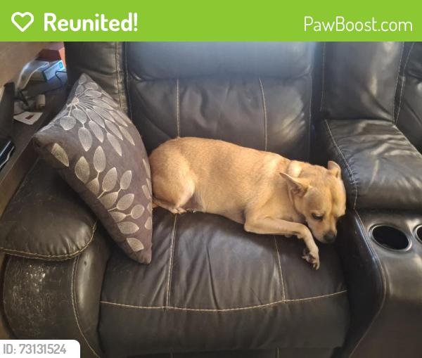 Reunited Male Dog last seen Hwy 80 and San Pedro Resort, Benson, AZ 85602