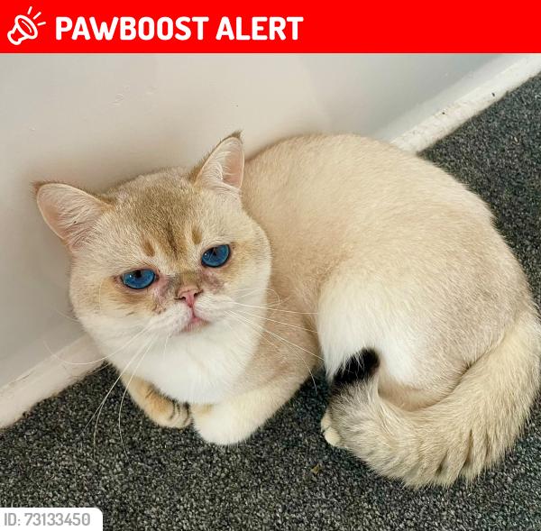 Lost Male Cat last seen Rayford drive, West Midlands, England B71 3QN