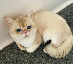 Lost Male Cat last seen Rayford drive, West Midlands, England B71 3QN