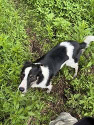 Reunited Male Dog last seen 104ave and 95st, Edmonton, AB T5H 0H8